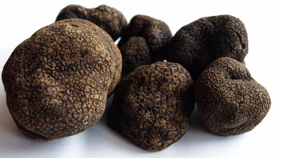 Winter Black Truffle Taste Istria